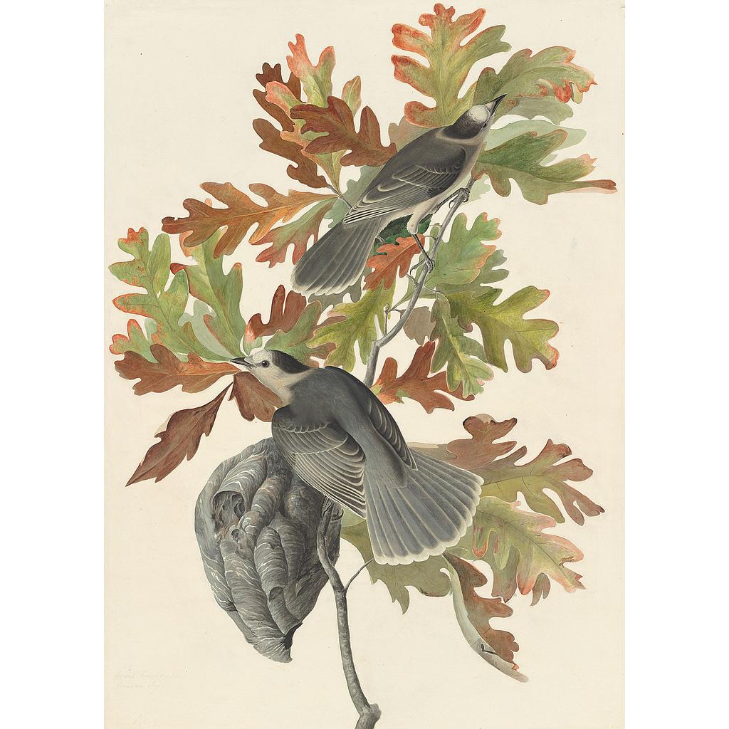 ArtWork1/Famous Painters/Audubon's Watercolors Pl.jpg